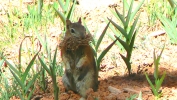 PICTURES/Spectra Point - Rampart Trail Overlook/t_Ground Squirrel8.JPG